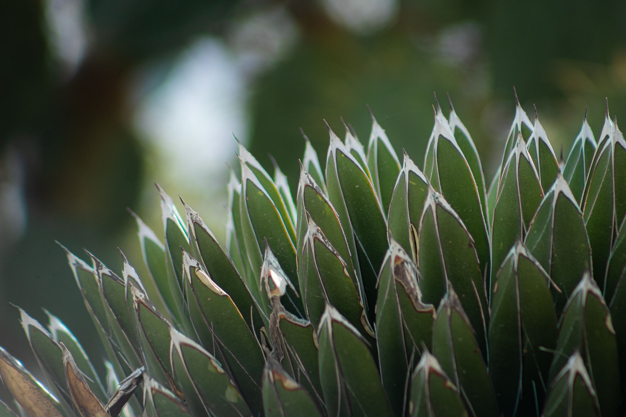 Agave en paisaje árido del norte